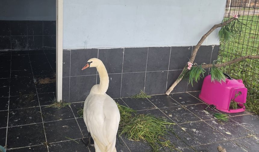 Bitkin halde bulunan kuğu, bakımının ardından doğaya bırakıldı