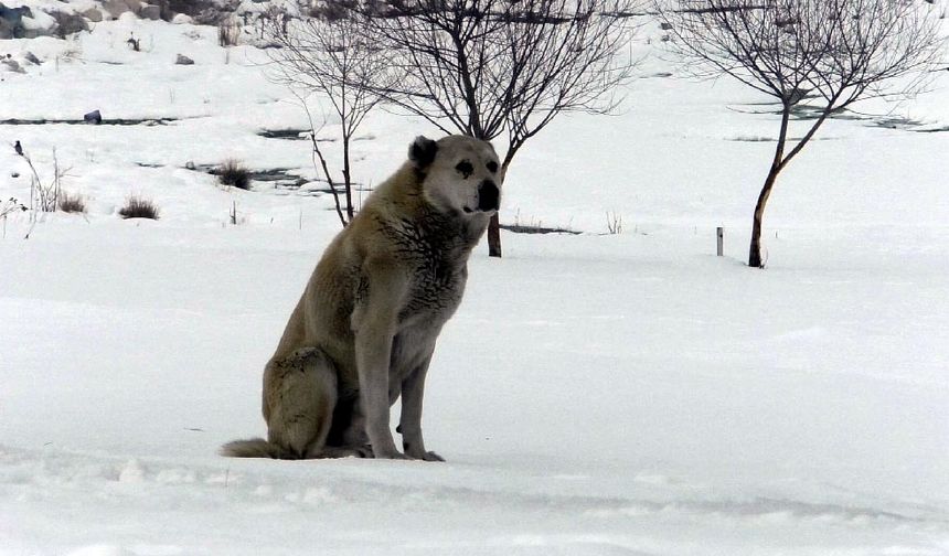 Ercişli fırıncı, sokak hayvanları ve kuşlar için doğaya yiyecek bıraktı