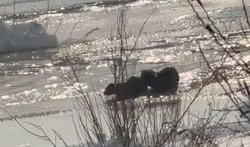 Muş ve Ağrı'da su samurları görüntülendi