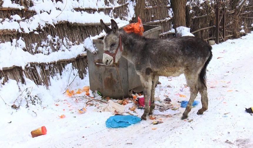 Muşlu yerel sanatçı, kışın ölüme terk edilen at ve eşeklere sahip çıkıyor