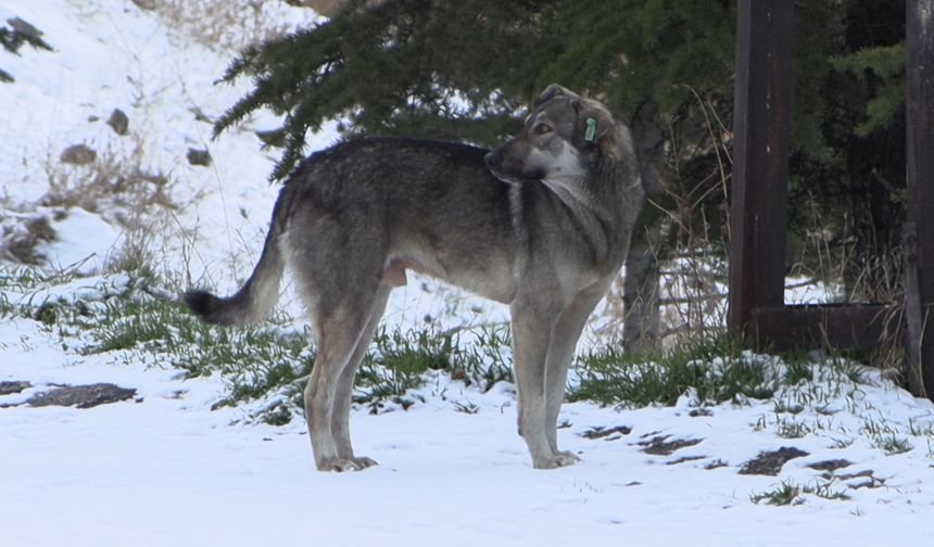 Okul çıkışı sokak köpeklerinin saldırdığı Davut, yaralandı