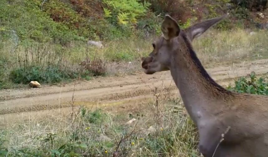Ormanda otlayan kızılgeyikler fotokapanla görüntülendi
