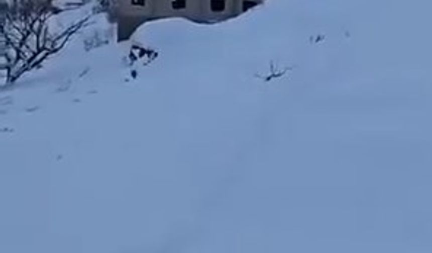 Şırnak'ta yola ve eve çığ düştü (2)