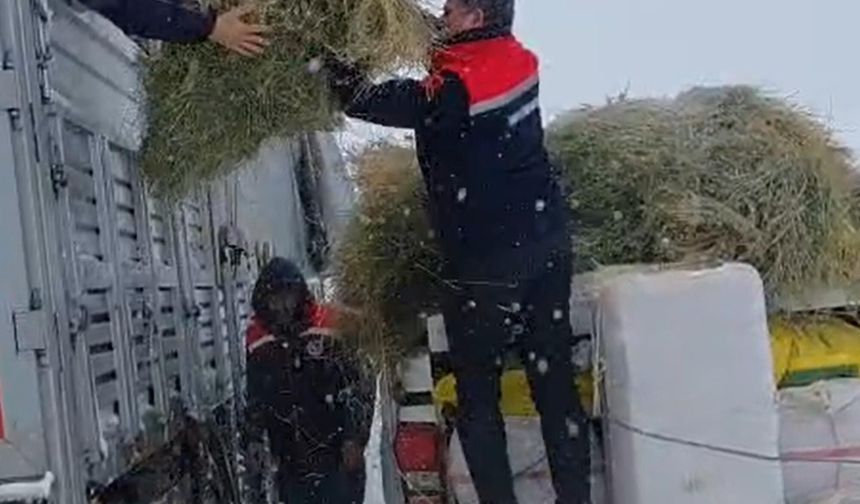Tipide mahsur kalan TIR'daki hayvanlara saman ve ot götürüldü
