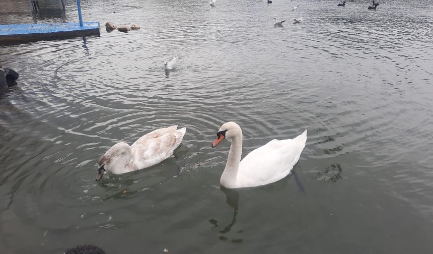 Cide sahilini mesken tutan kuğular ilgi odağı oldu