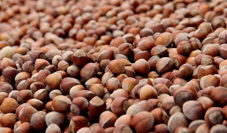 Fındık ihracatı 2026'ya düşüşle başladı