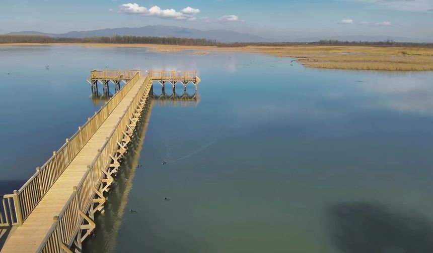 Göç yolundaki 3 kuğu, Efteni Gölü'nde