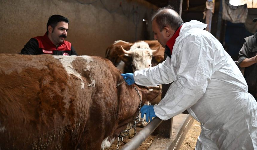 Hayvanlarını aşılatmayanlara 132 bin lira ceza