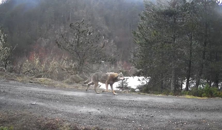 Yaban hayvanları fotokapanlar tarafından görüntülendi