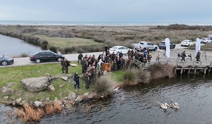 Yaralı bulunan 2 pelikan, bakımının ardından doğaya salındı