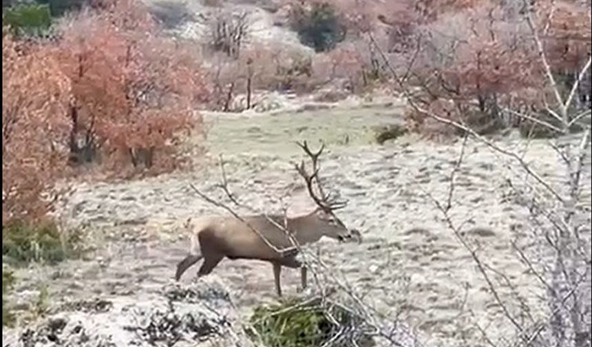 Yol kenarında sürü halinde gezen kızılgeyikler görüntülendi