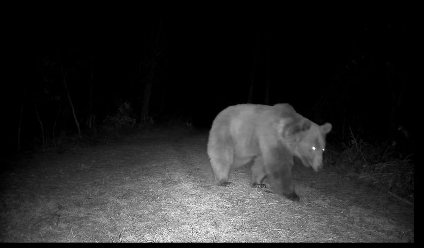 Bozayı fotokapanla görüntülendi
