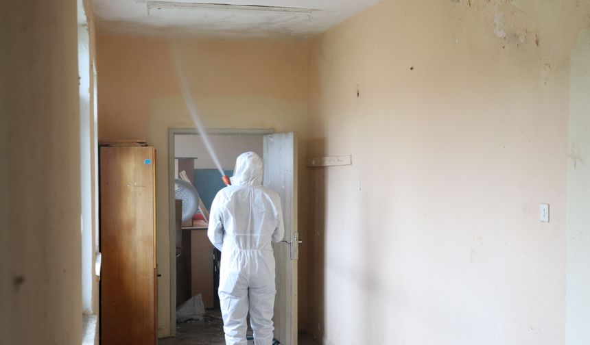 Kahverengi kokarcalar kışlaklardan çıkmadan imha ediliyor