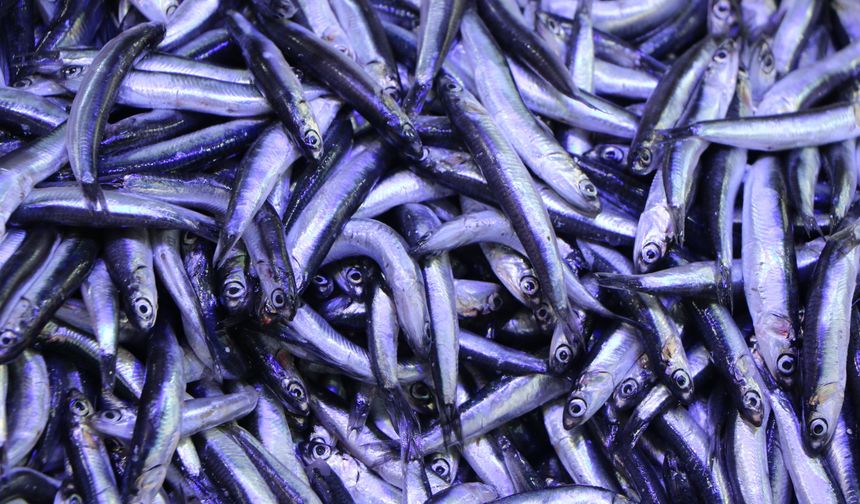 Ramazan ayı ve bayramda balık satışları düştü