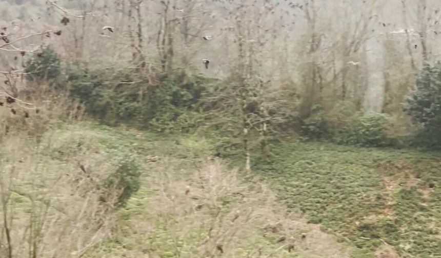 Rize'de gökyüzünde süzülen şahin sürüsü kamerada