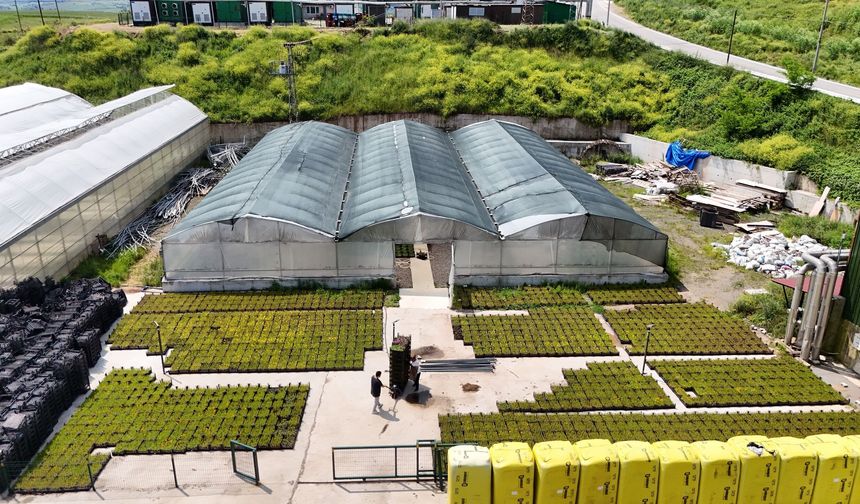 Samsun'da çöpten elde edilen ısıyla seralarda çiçek üretiliyor