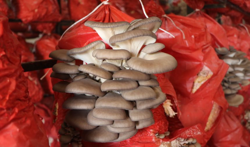 Samsun'da girişimci kadınlar yılda 60 ton istiridye mantarı üretiyor