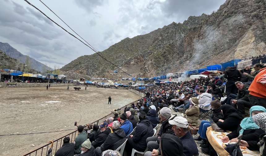 Artvin'de boğa güreşleri ilgiyle izlendi