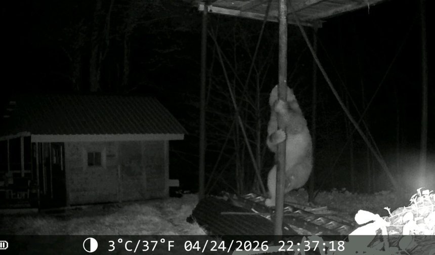 Ayının, demir direğe tırmanıp kovanlara ulaşmaya çalıştığı anlar kamerada