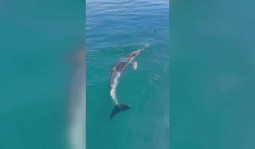 Balıkçılar oltadaki balık ile yunusu etraflarında yüzdürdü; o anlar kamerada