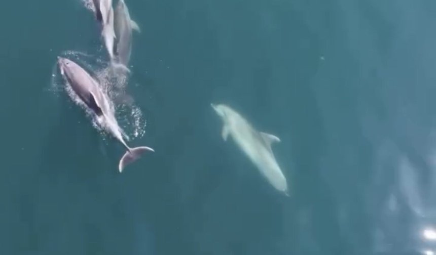 Bartın'da yunuslar cep telefonuyla görüntülendi