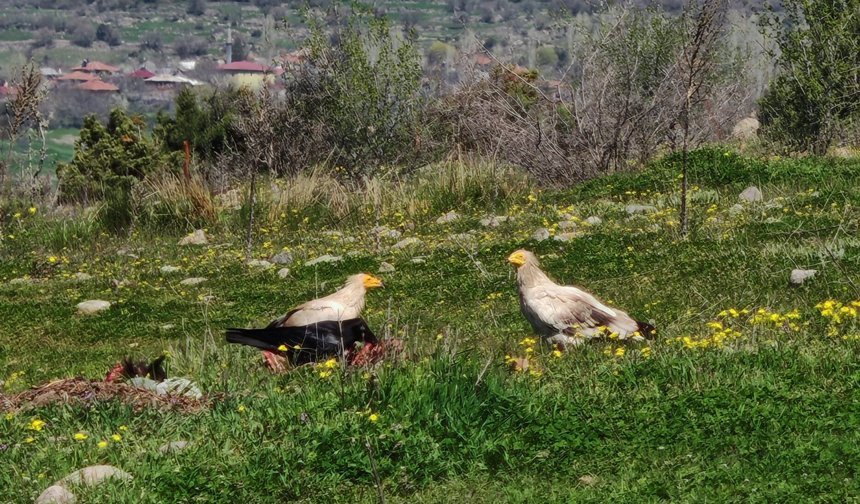 Bolu'da nesli tehlikedeki Mısır akbabaları görüntülendi