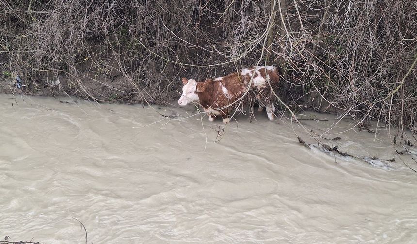 Dereye düşen buzağıyı köylüler kurtardı