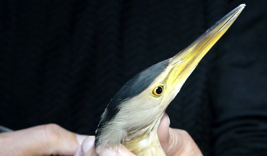 Dersteki teori bahçede pratiğe dönüştü; nesli tükenme tehlikesindeki kuşa öğrenci şefkati