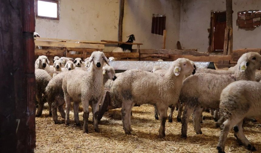 Devlet desteğiyle 20 koyunla başladığı hayvancılıkta sürüsü 400 başa ulaştı