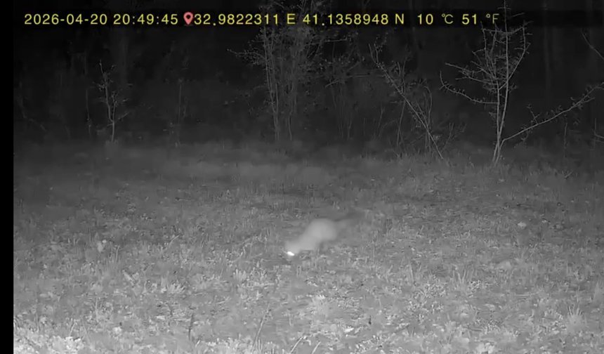 Evinin yakınındaki ormana fotokapan kurup, yaban hayatı görüntüledi