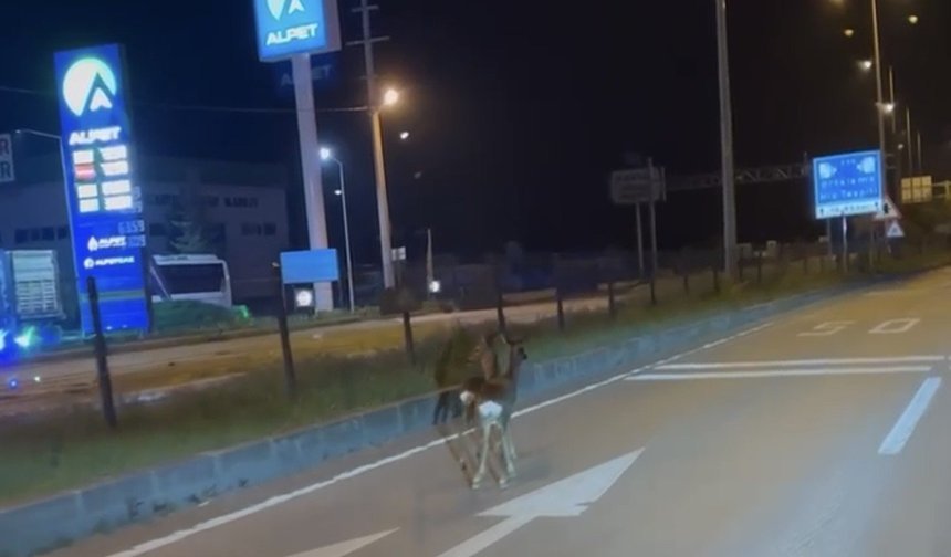 Hastane kavşağına çıkan karacalar kamerada