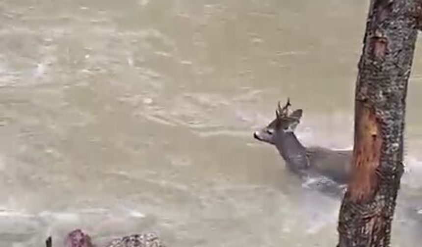 Karacanın çaydan zorlu geçişi kamerada