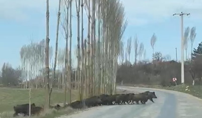 Tarlada gezen domuz sürüsü kamerada