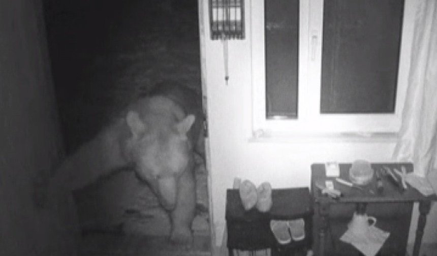 Yayla evlerine girip, mahallelerde dolaşan ayılar kamerada