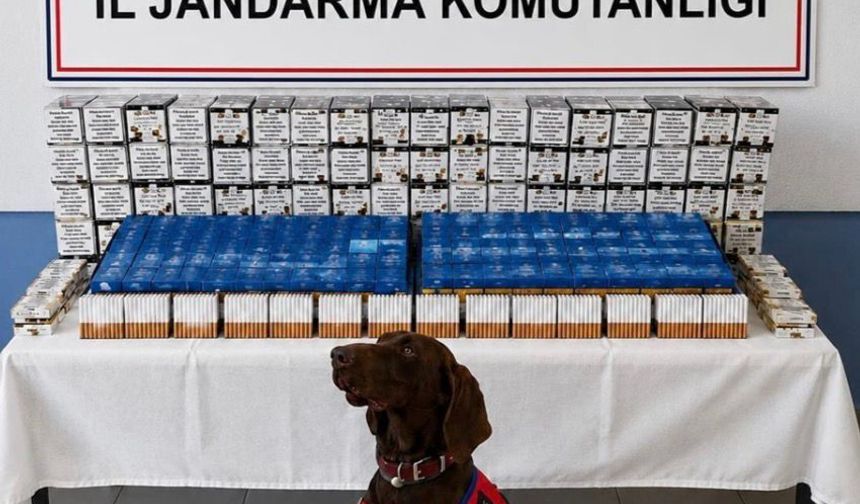 Bolu'da kaçak makaron operasyonu: 2 gözaltı