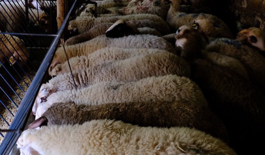 Bolu'daki kurban pazarlarında hareketlilik başladı