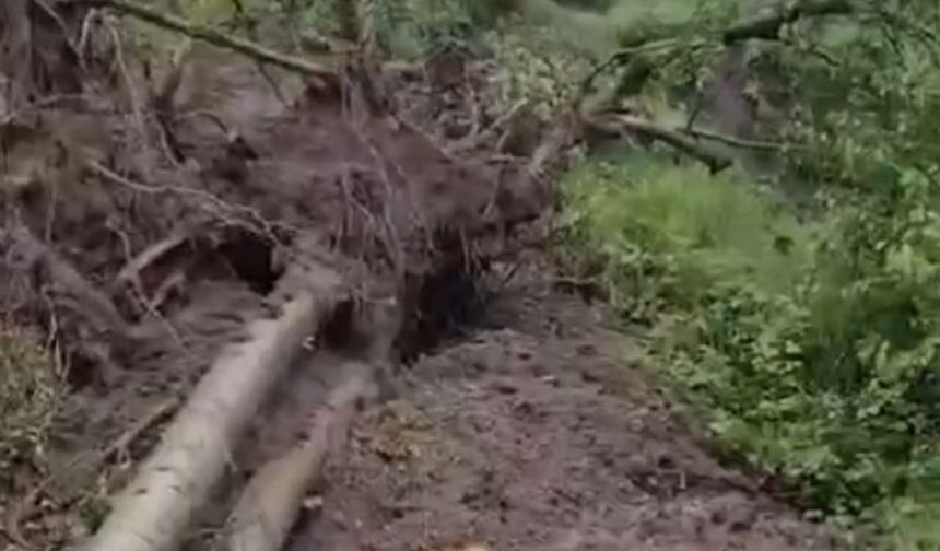 Heyelanda devrilen ağaçlar yolu kapattı