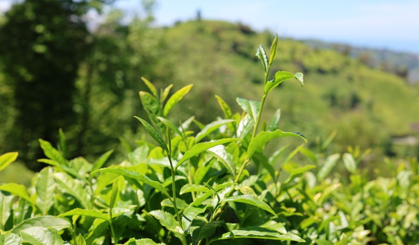 Karadeniz'de çay toplama ücretleri belirlendi