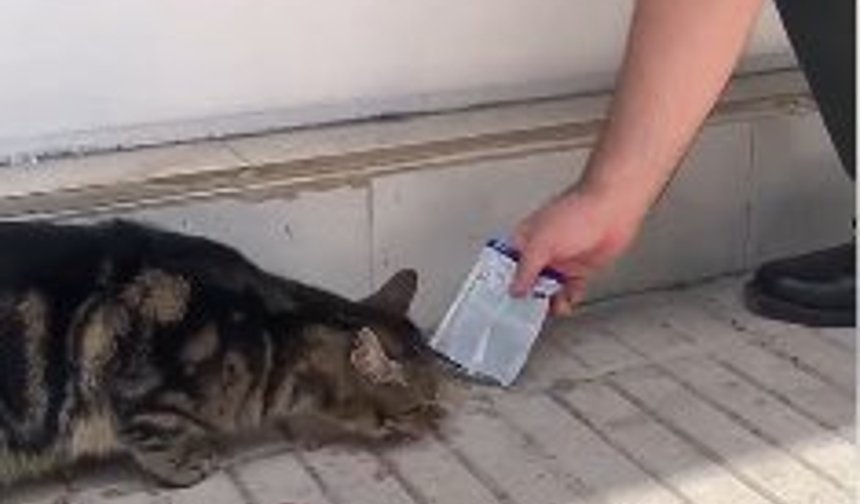 Kedi, öğrencilerin duyduğu miyavlama sesi sayesinde kurtarıldı