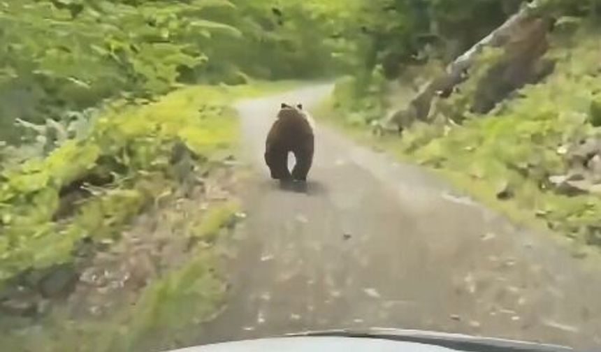 Köy yolundaki aracın önünden koşan bozayı kamerada