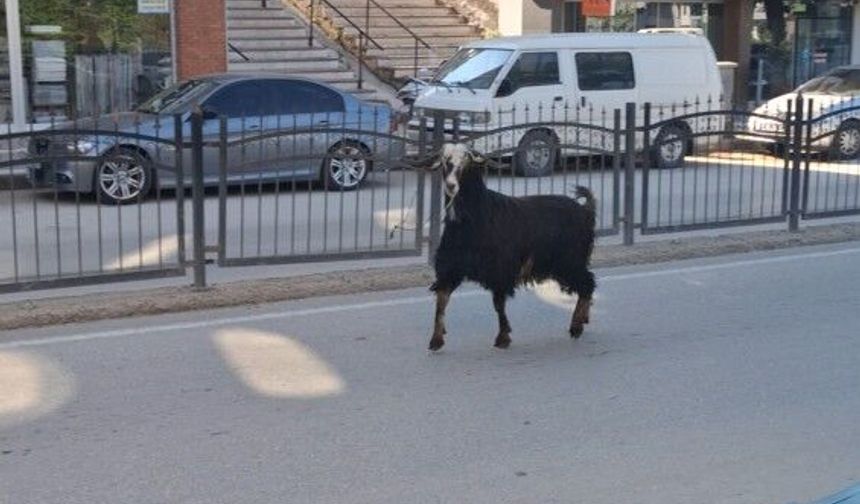 Sahibinin elinden kaçan kurbanlık keçi, uzun uğraşlar sonucu yakalandı