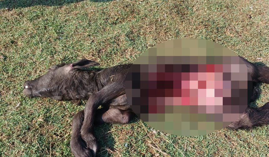 Samsun'da besiciler yaban hayvanlarının mandalara saldırısına yönelik çözüm bekliyor
