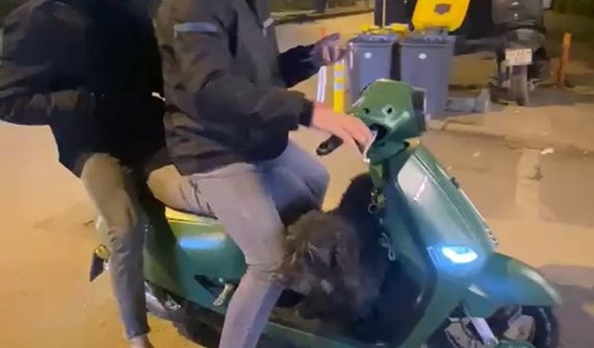 Sokak köpeği motosiklete binmek istedi; o anlar kamerada