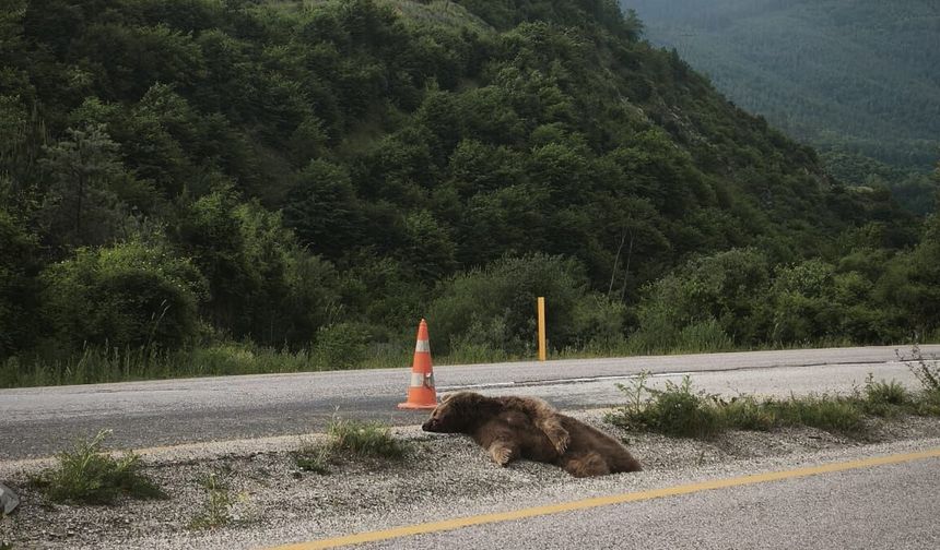 Ilgaz Tüneli girişinde ölü ayı bulundu