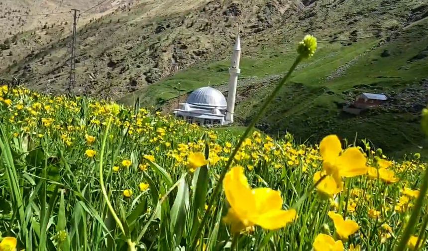 Kaçkarlar'da zirveler bembeyaz, yaylalar rengarenk