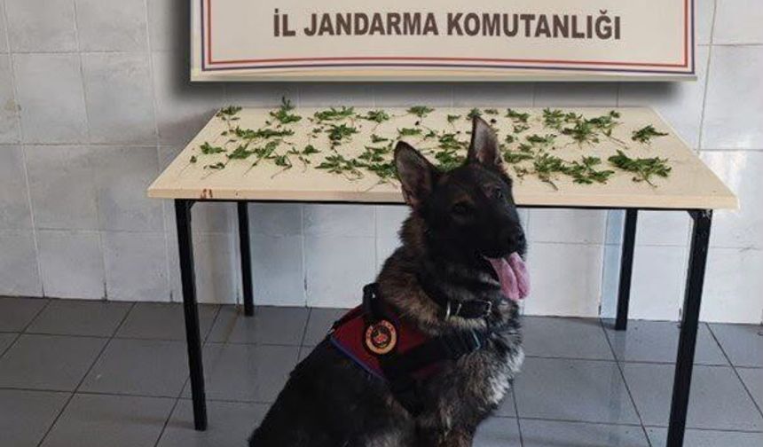 Kenevir operasyonu: 3 tutuklama