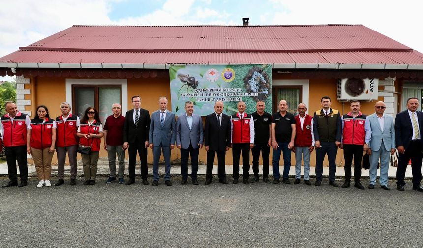 Ordu'da kahverengi kokarca ile mücadelede 300 bin samuray arısı doğaya salındı