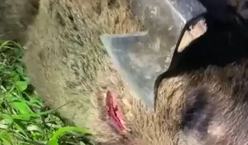 Saldırısına nacakla direnmişti; yaraladığı ayı ölü bulundu