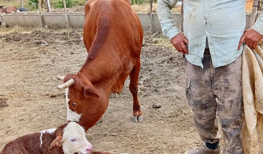 Yeni doğan buzağıyı sırtında taşıdı