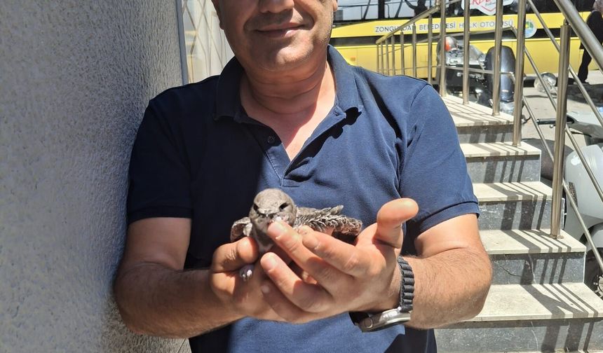 Bitkin halde bulduğu ebabil kuşunu besleyip ekiplere teslim etti